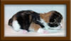 1 Week Old Maine Coon Kittens