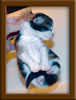 1 Week Old Maine Coon Kittens