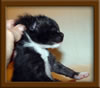 1 Week Old Maine Coon Kittens