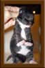 1 Week Old Maine Coon Kittens