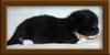 1 Week Old Maine Coon Kittens