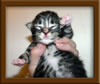 1 Week Old Maine Coon Kittens