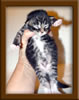 1 Week Old Maine Coon Kittens