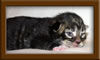 1 Week Old Maine Coon Kittens