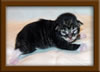 1 Week Old Maine Coon Kittens1 Week Old Maine Coon Kittens