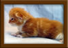 2 Week Old Maine Coon Kitten