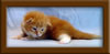 2 Week Old Maine Coon Kitten