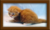 2 Week Old Maine Coon Kitten