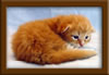 2 Week Old Maine Coon Kitten