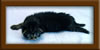 2 Week Old Maine Coon Kitten