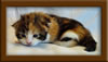 2 Week Old Maine Coon Kitten