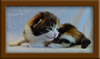 2 Week Old Maine Coon Kitten