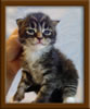 2 Week Old Maine Coon Kitten