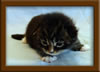 2 Week Old Maine Coon Kitten