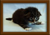 2 Week Old Maine Coon Kitten