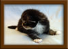 2 Week Old Maine Coon Kitten