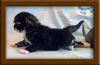 2 Week Old Maine Coon Kitten