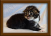 2 Week Old Maine Coon Kitten2 Week Old Maine Coon Kitten