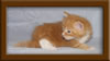 3 week old Maine Coon Kitten