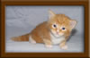 3 week old Maine Coon Kitten