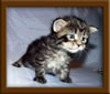 3 week old Maine Coon Kitten