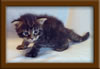 3 week old Maine Coon Kitten
