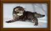 3 week old Maine Coon Kitten