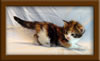 3 week old Maine Coon Kitten