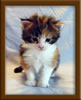 3 week old Maine Coon Kitten