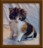3 week old Maine Coon Kitten