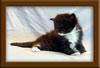 3 week old Maine Coon Kitten