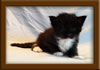 3 week old Maine Coon Kitten