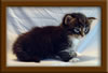3 week old Maine Coon Kitten