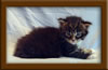 3 week old Maine Coon Kitten