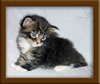 3 week old Maine Coon Kitten