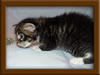 3 week old Maine Coon Kitten