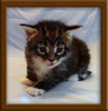 3 week old Maine Coon Kitten