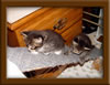 4 Week Old Maine Coon Kittens