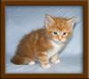 4 Week Old Maine Coon Kittens