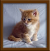 4 Week Old Maine Coon Kittens