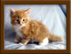 4 Week Old Maine Coon Kittens