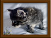 4 Week Old Maine Coon Kittens