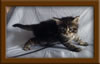 4 Week Old Maine Coon Kittens