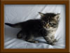 4 Week Old Maine Coon Kittens