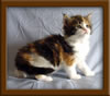 4 Week Old Maine Coon Kittens