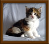 4 Week Old Maine Coon Kittens