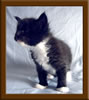 4 Week Old Maine Coon Kittens