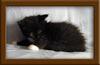 4 Week Old Maine Coon Kittens