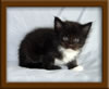 4 Week Old Maine Coon Kittens