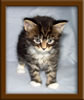 4 Week Old Maine Coon Kittens